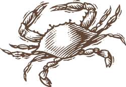 Illustration of a crab